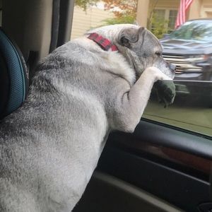 Meet your Posher, Callie